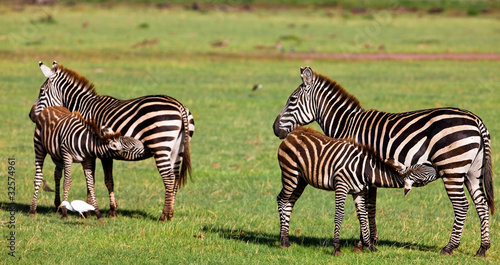 Zebras in Lake Manyara National Park  Tanzania