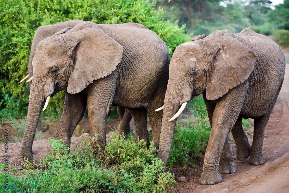 African elephants in the Lake Manyara National Park in Tanzania