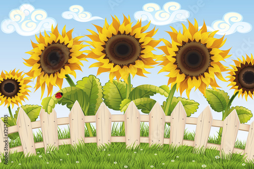 Sunflowers