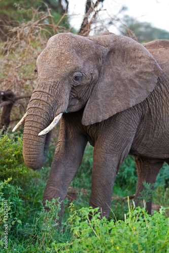 African elephant in Lake Manyara National Park, Tanzania