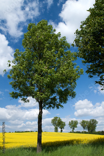 Summer landscape