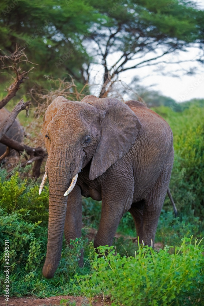 African elephant in Lake Manyara National Park, Tanzania