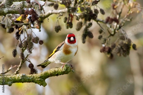 Stieglitz auf einer Erle