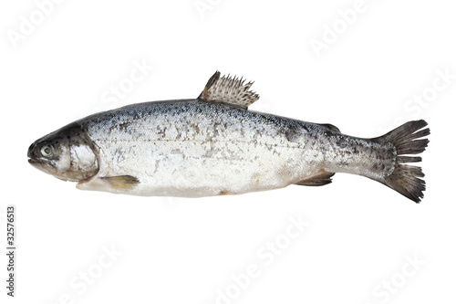 Fish isolated on white.