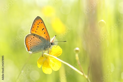 Butterfly on a yellow flower on a spring morning © Aniszewski
