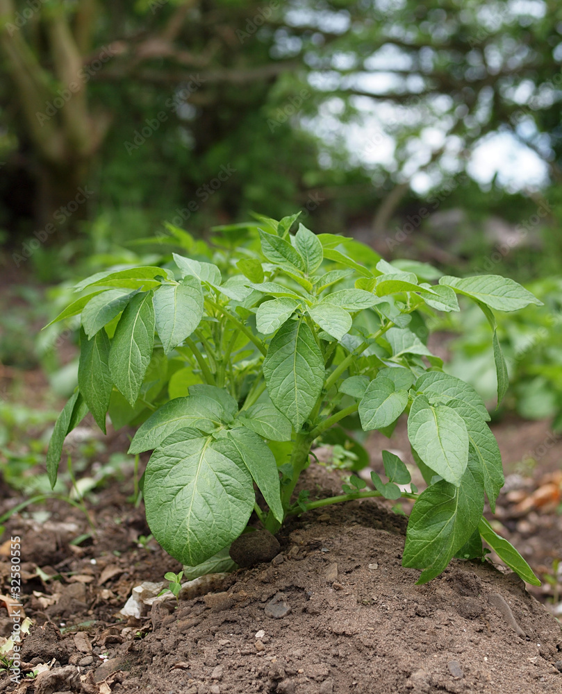 Healthy young potato plant Healthy young potato plant