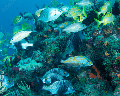 Aggregation of many fish on a reef.