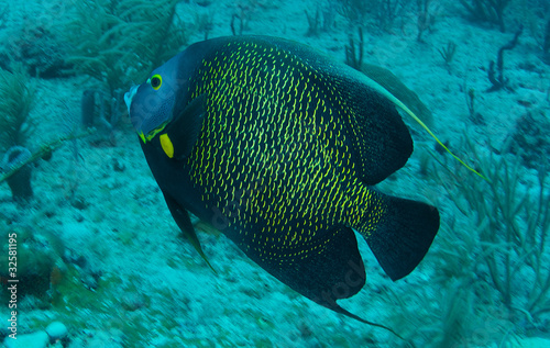 French Angelfish on a reef, picture taken in south east Florida.