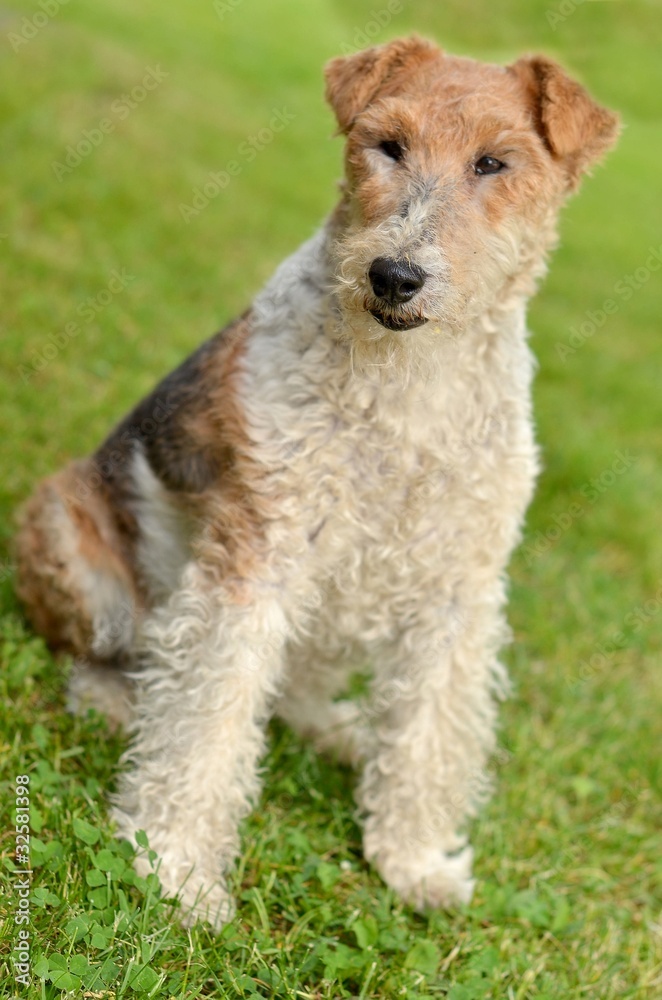 foxterrier foxterrier