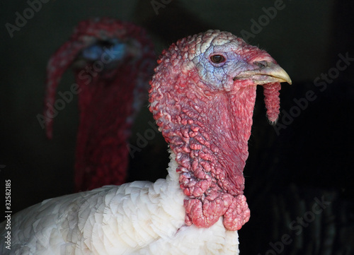 Portrait of turkey birds