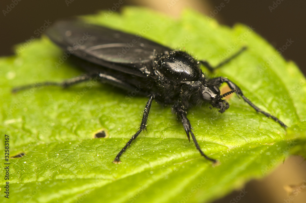 Naklejka premium Bibionidae