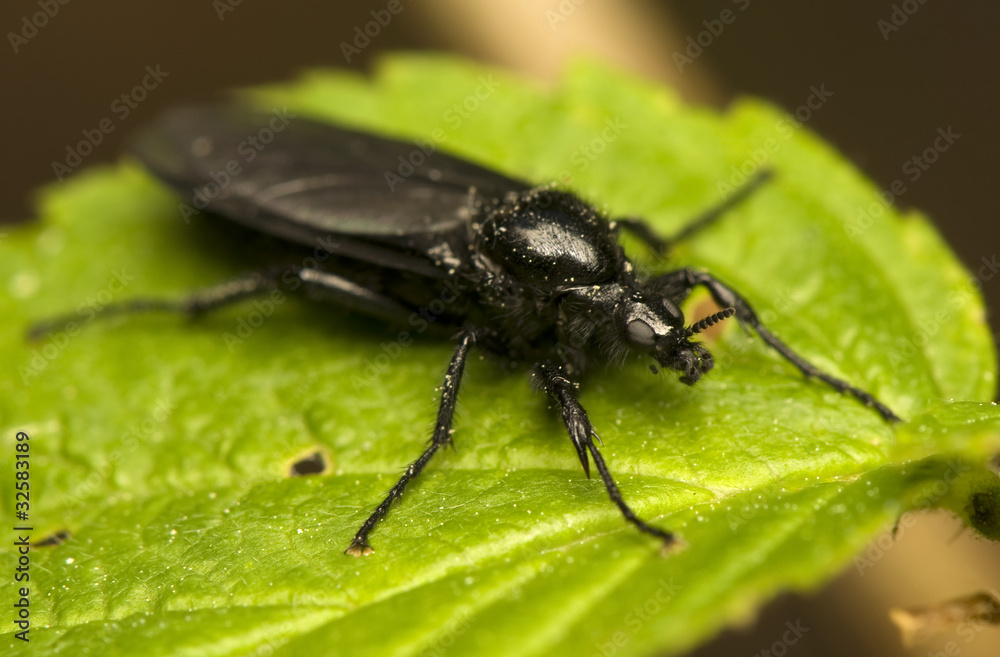 Fototapeta premium Bibionidae
