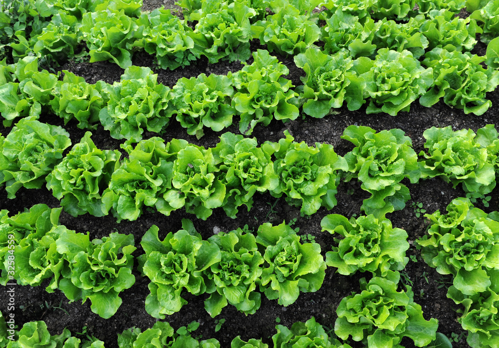 lettuce growing in the soil . lettuce growing in the soil .