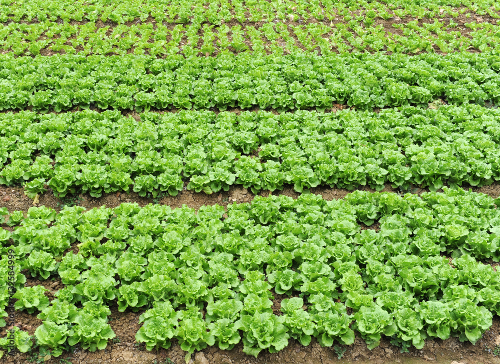 lettuce growing in the soil . lettuce growing in the soil .