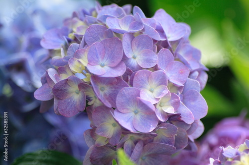            Hydrangea