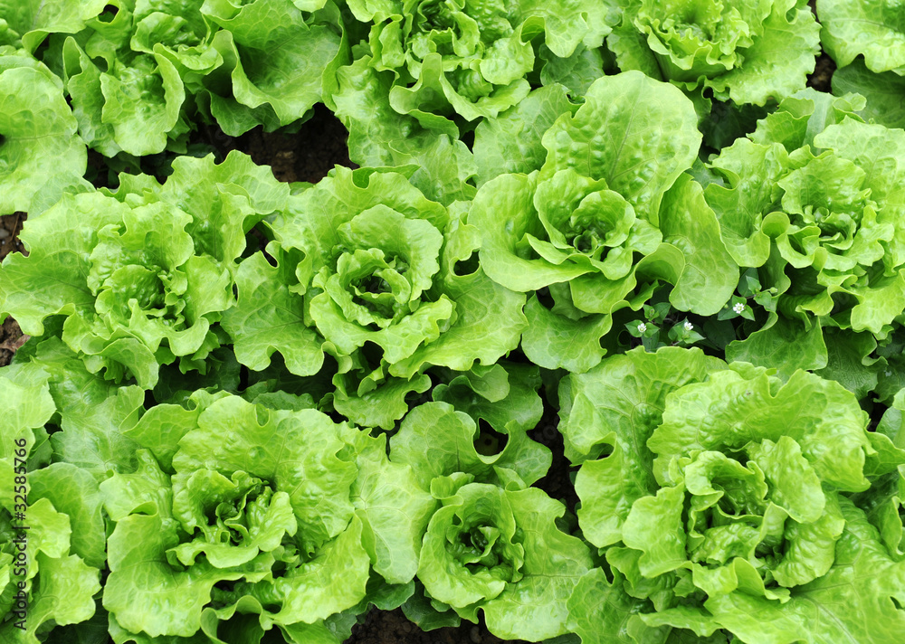 lettuce growing in the soil . lettuce growing in the soil .
