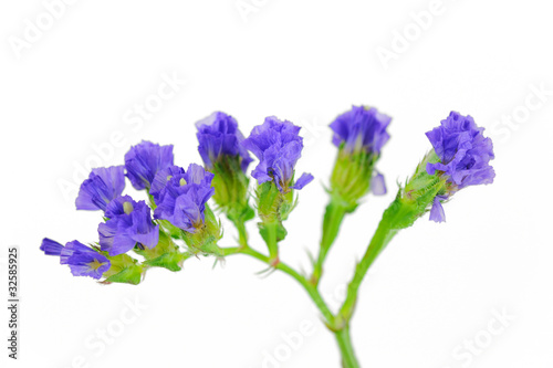 lavender isolated on white .