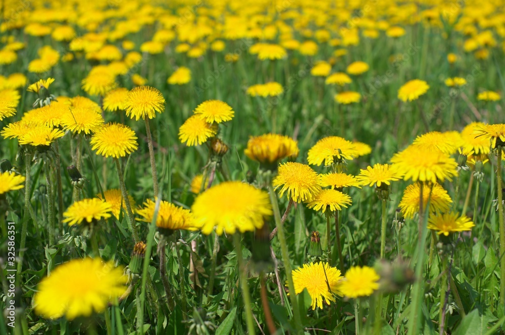 Fototapeta premium Dandelions