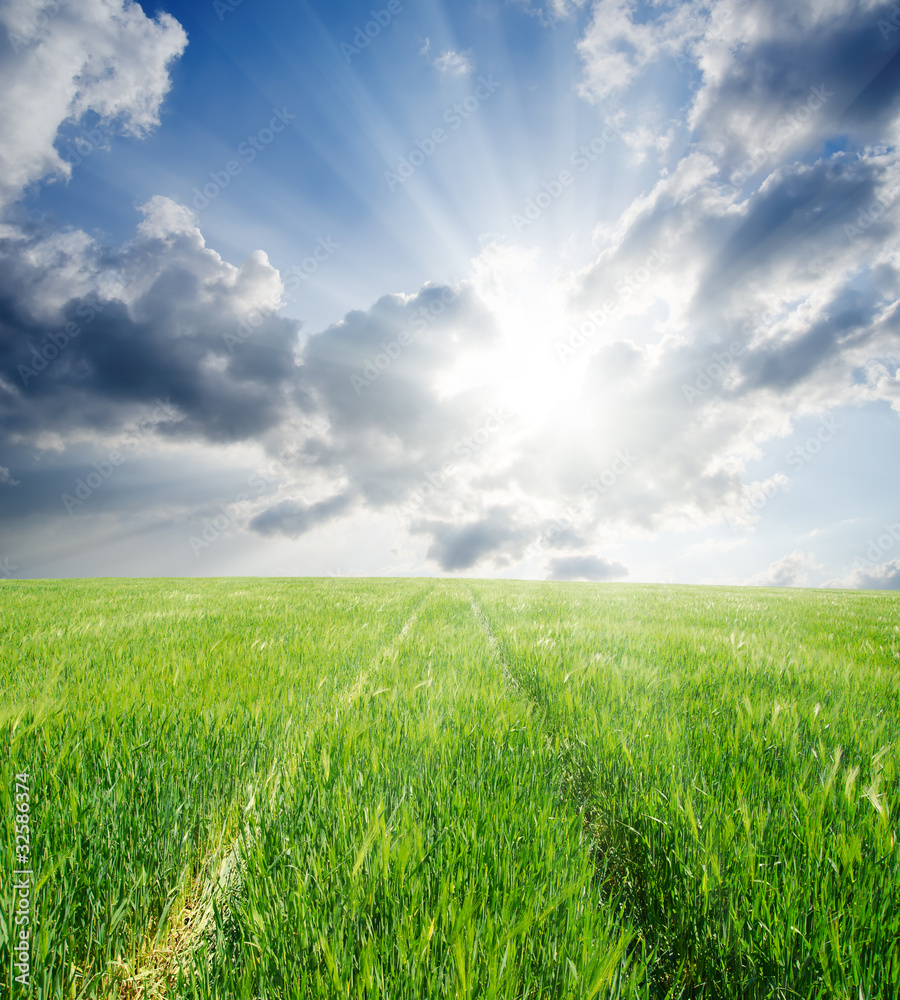 road in green barley under sun