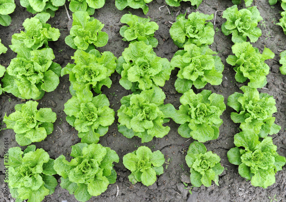 lettuce growing in the soil lettuce growing in the soil
