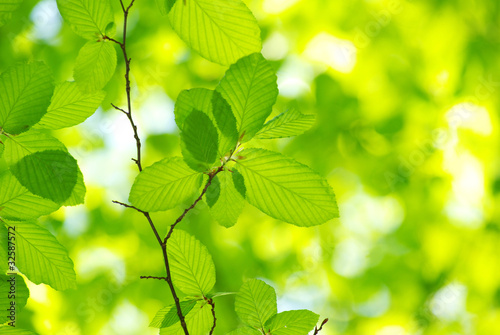 green leaves