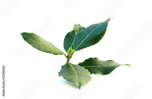 Bay laurel leaves