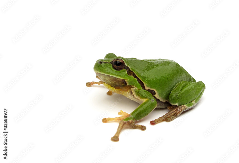Fototapeta premium European tree frog Hyla arborea