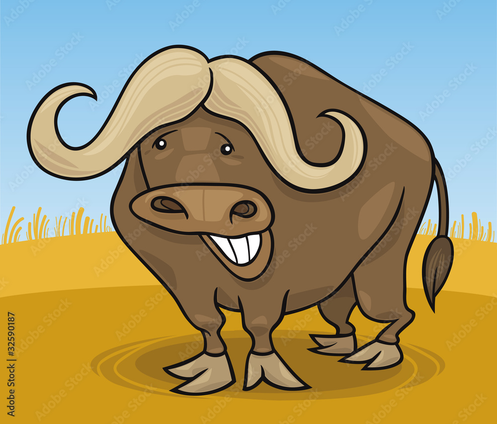 Fototapeta premium african buffalo