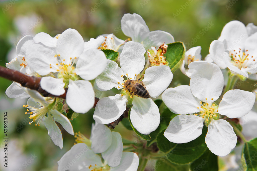 Fototapeta premium Blossoming of apple tree