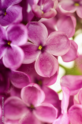 Spring Lilac © Natalia Klenova