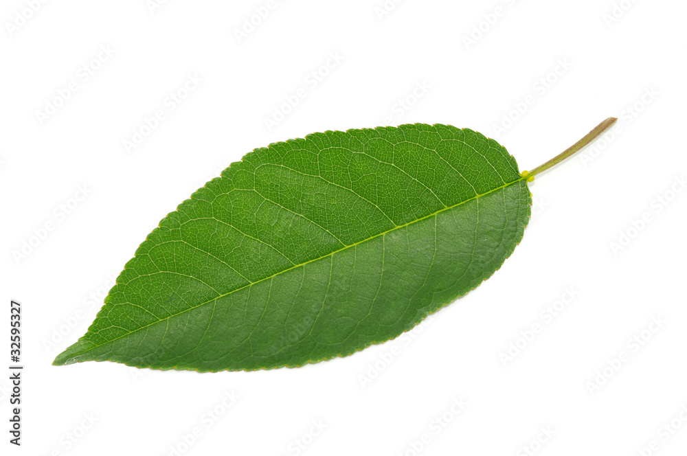 Fototapeta premium green leaf