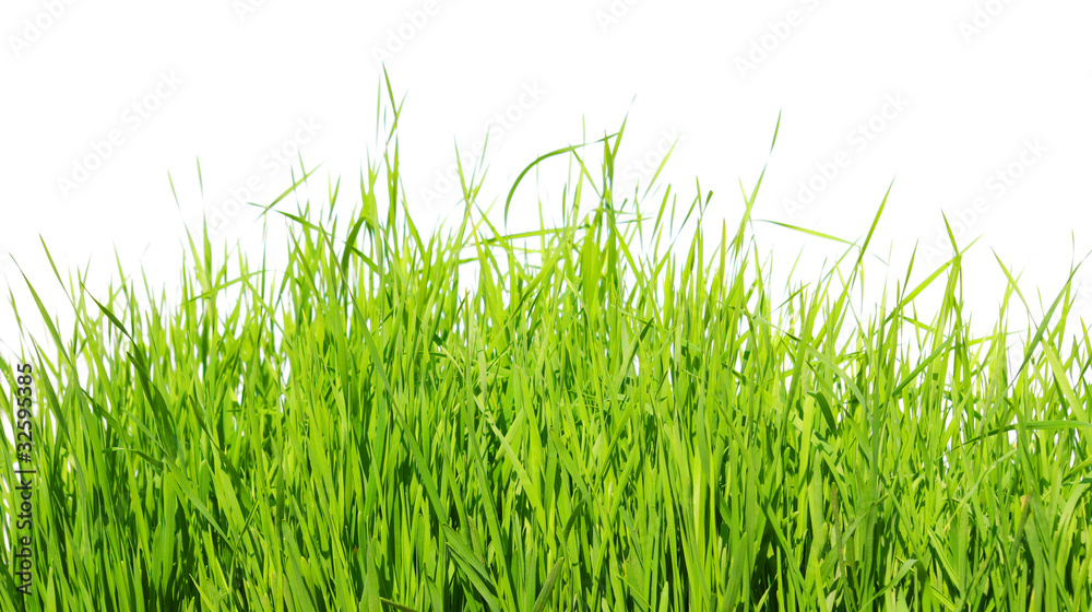 Fototapeta premium green grass