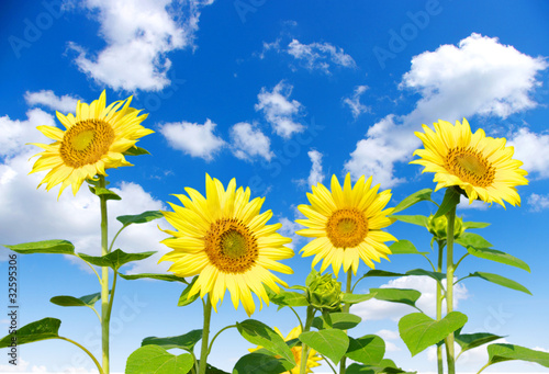 sunflowers field