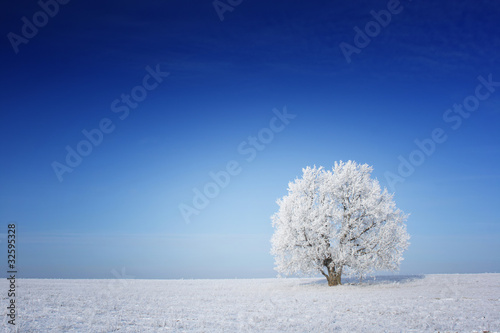 Frozen tree on a winter field