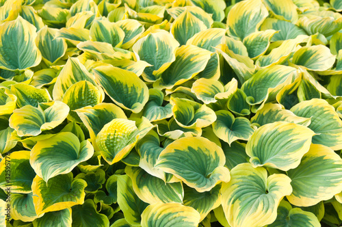 hosta leaves photo