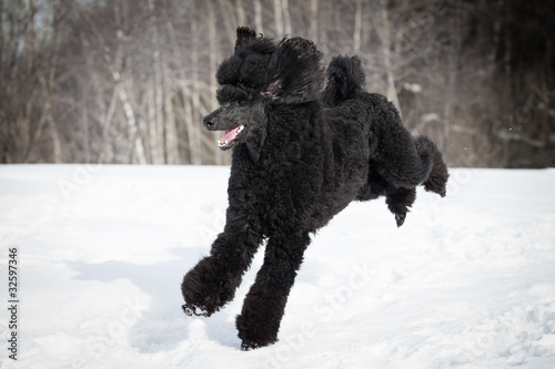 Black Poodle in outdore settings