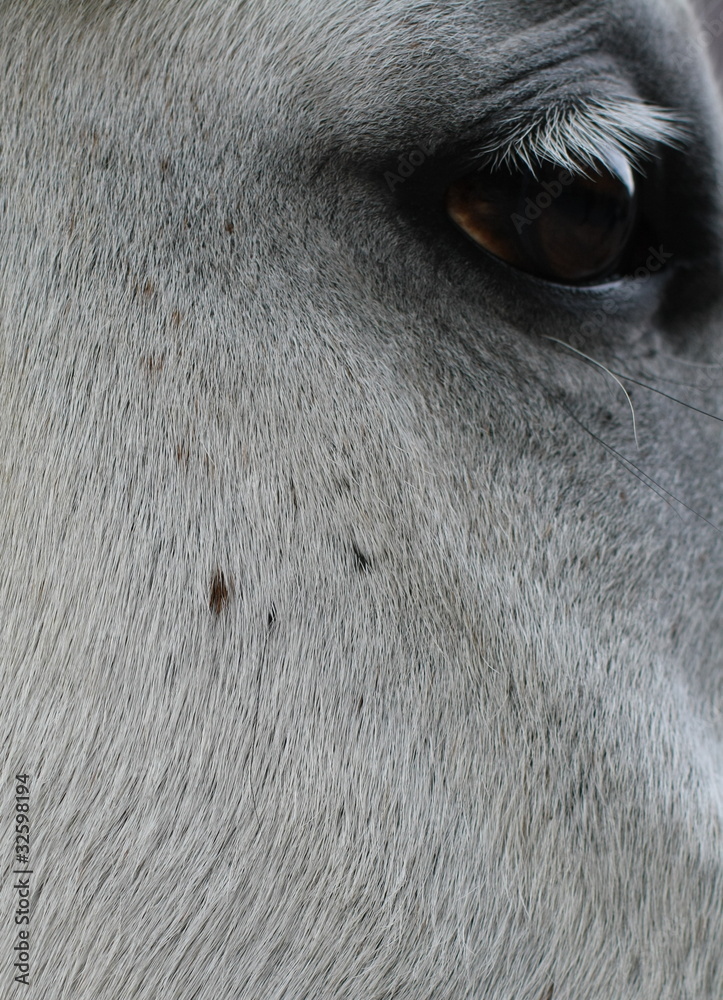 Fototapeta premium Auge eines Pferdes