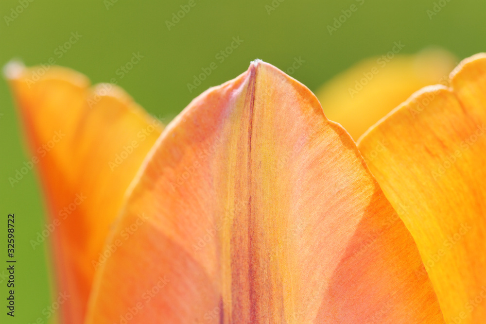 Part of tulip.