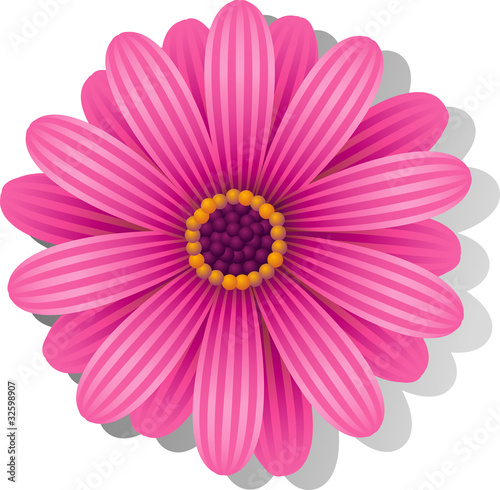 Photos Beautiful pink Gerber Daisy