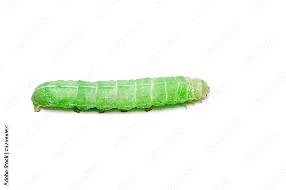 Obraz premium green caterpillar