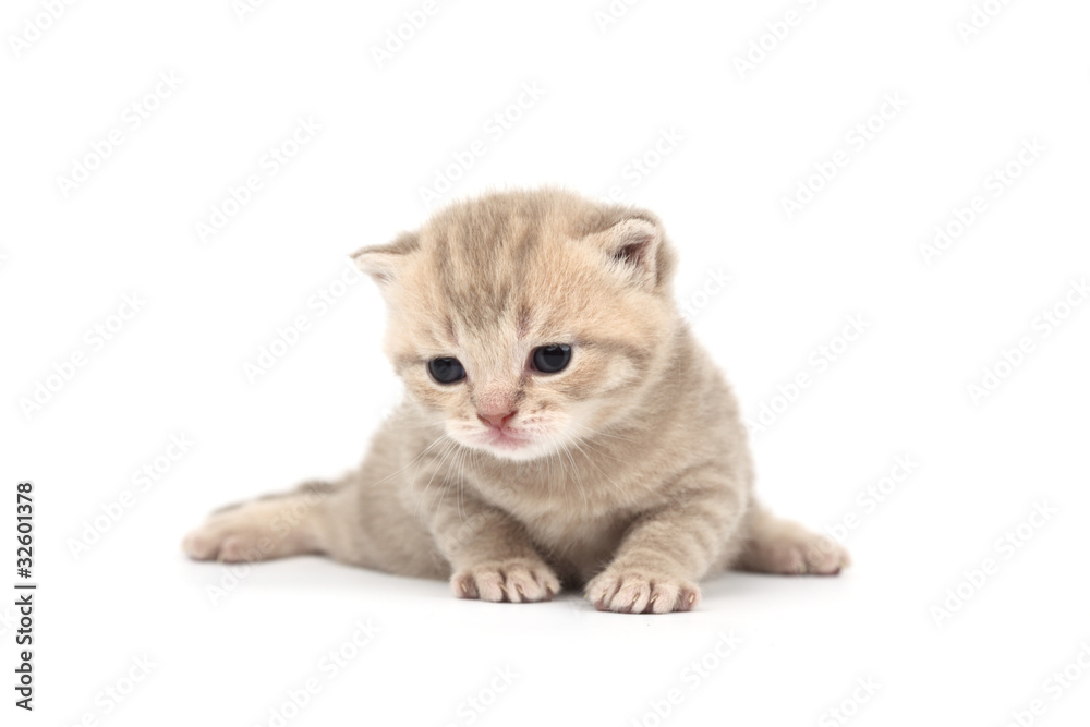 Obraz premium isolated cat