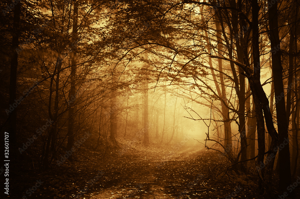 warm light falling on a road in a dark forest in autumn