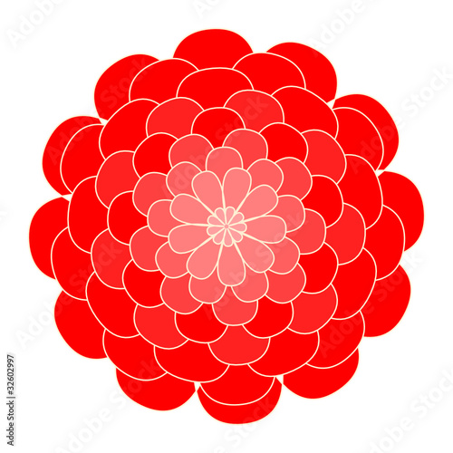 red chrysanthemum