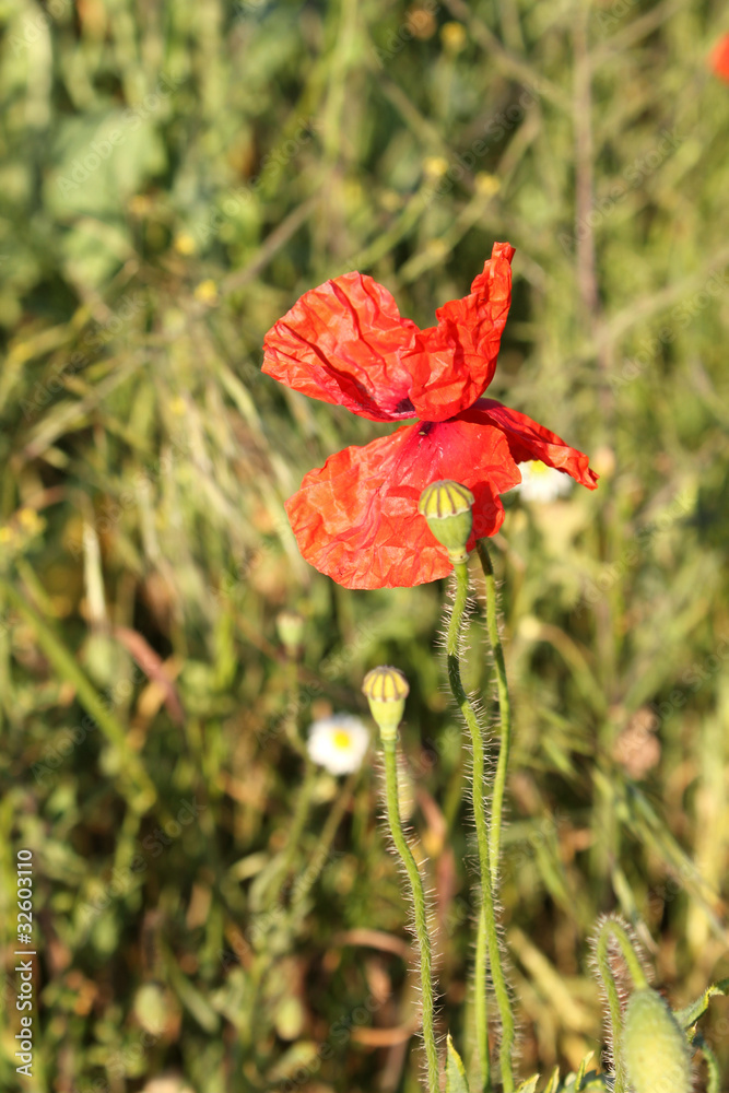 Fototapeta premium verwelkter Klatschmohn