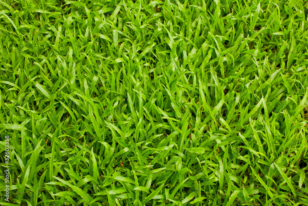 Green grasses Green grasses