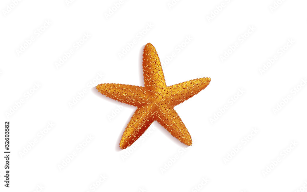 Small starfish on a white background -vector illustration Small starfish on a white background -vector illustration