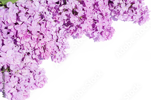 lilac flower