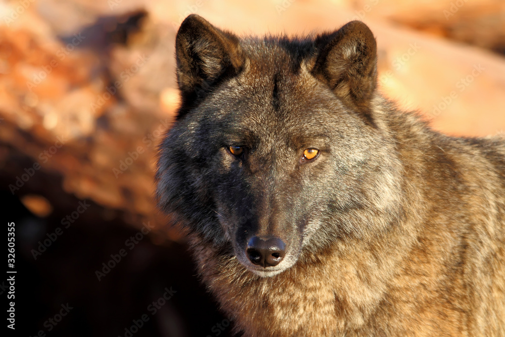 Fototapeta premium gray wolf