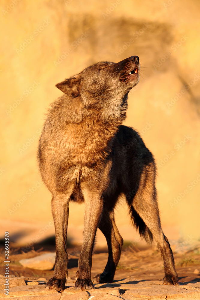 gray wolf