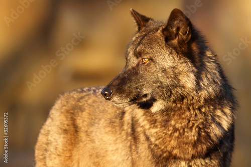 gray wolf